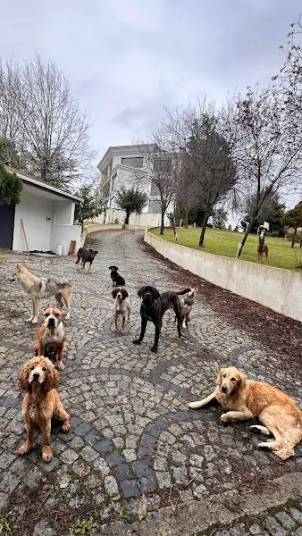 Deniz Pet House - Academy & hotel foto 2