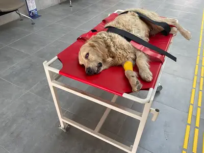 Tekirdağ Hayvan Hastanesi fotoğrafı