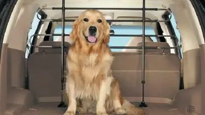 Pati Taksi Petshop Taşıma
