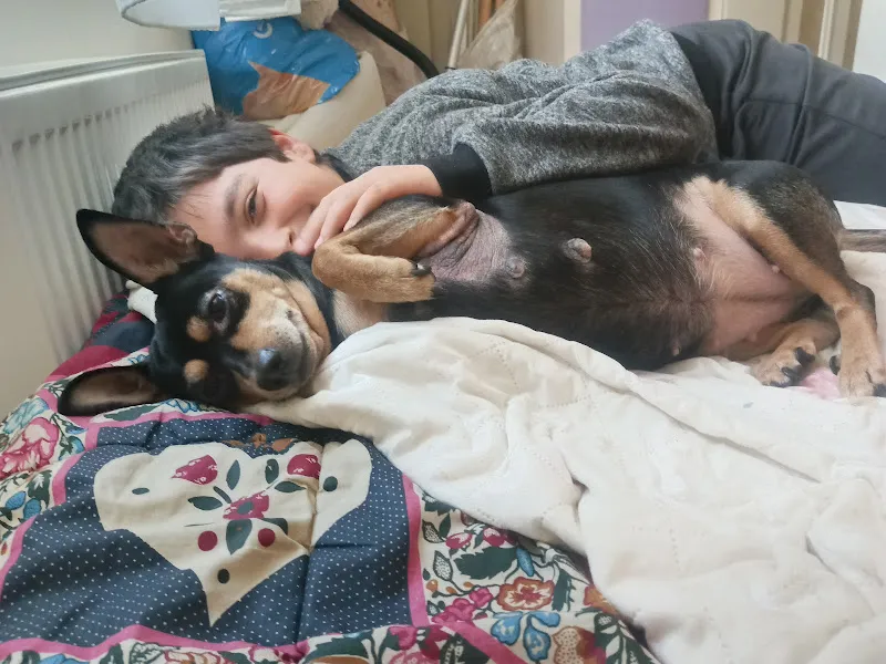 K9 Patika Köpek Eğitimi – Tekirdağ foto 2