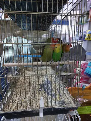 Şen Doğa Petshop