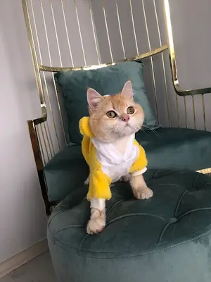 YAŞAM PET KUAFÖRÜ