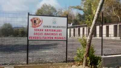 Gerze Belediyesi Sokak Hayvanlari Bakım Evi