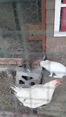 Orhangazi hayvanlarla yaşam derneği