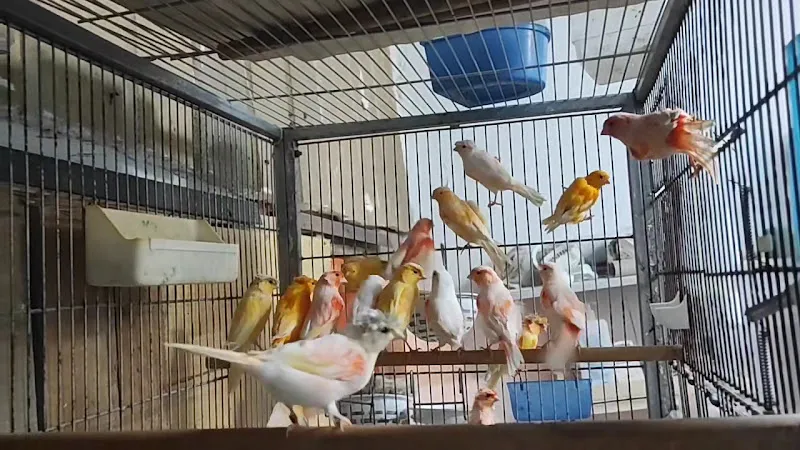 Yıldız Petshop Şirinköy mah Ali Fuat paşa CAD No/83/B Gölcük/Kocaeli foto 2