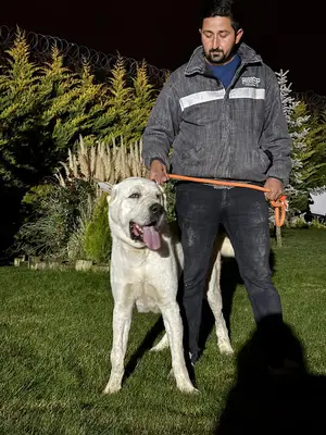 Keldayı Pet Taksi