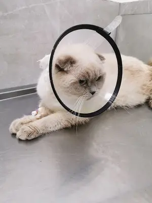 Anadolu Veteriner Kliniği