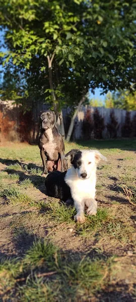 KÖPEK EĞİTİM foto 2