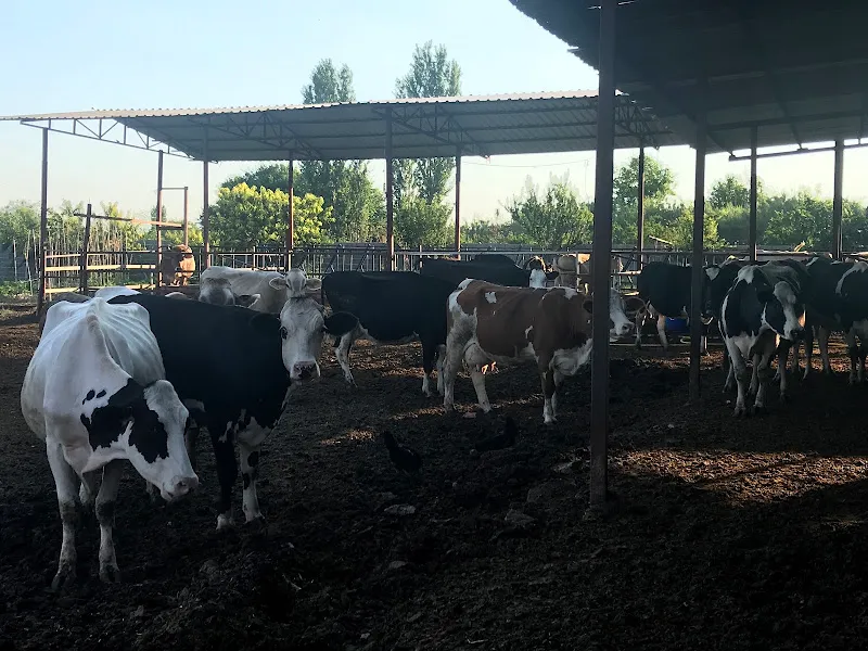 EKİNCİLER SÜT ÇİFTLİĞİ foto 2