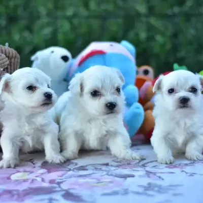 Balıkesir maltese-köpek çiftliği