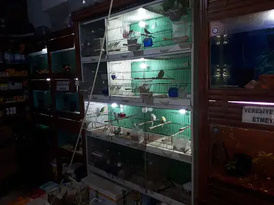 Kardeşler Pet Shop