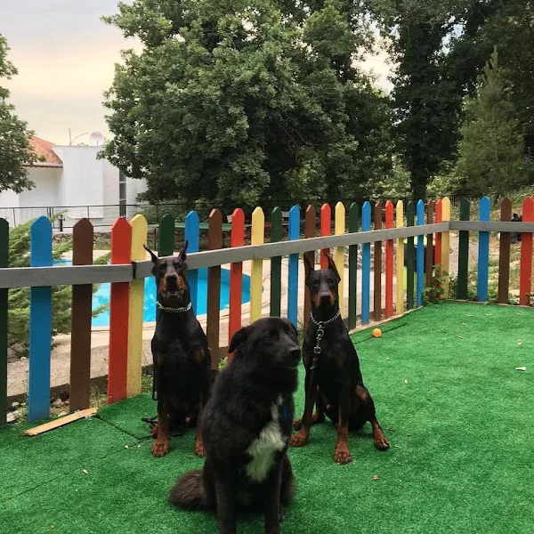 Mert Solar Dog Trainer foto 2