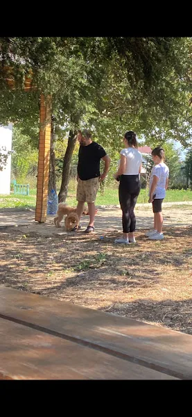 Sit and Stay köpek eğitim foto 2