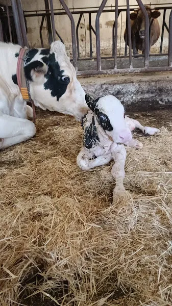 Demirezen veteriner kliniği foto 2