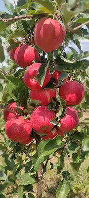 Bala Tarım Ve Hayvancılık 1 fotoğrafı