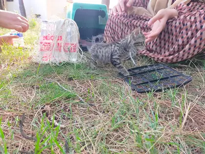 Dağlı Veteriner