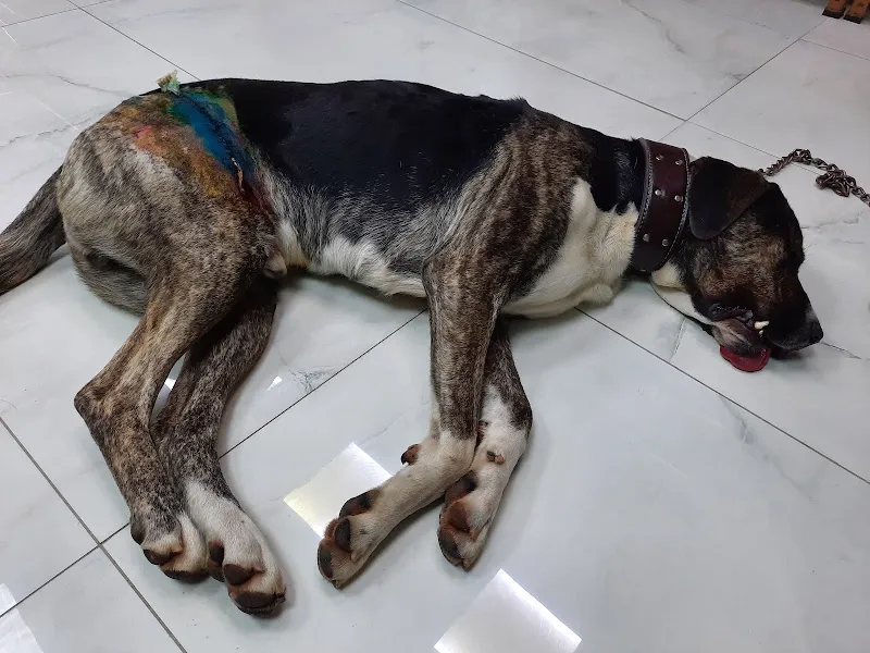 Ümraniye Veteriner Kliniği (Doğa Hayvan Evi) foto 2