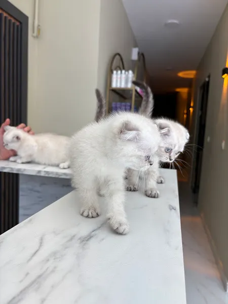 Bayrampaşa Çapa Veteriner Kliniği foto 2