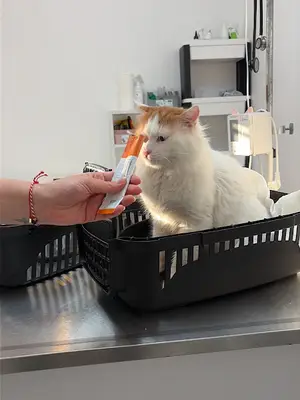 Minik Dost Veteriner Kliniği