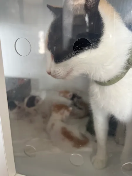 Minik Dost Veteriner Kliniği foto 2
