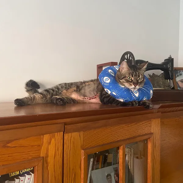 Hopyap Veteriner Kliniği foto 2