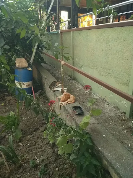 SAMSUN PETSHOP BOTANİK foto 2
