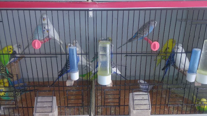 Gazi Oglu Akvaryum Pet Shop foto 2