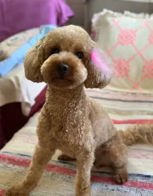 Premium Pet Grooming Salon (Premium VTM) / Evcil Hayvan Kuaförü Konyaaltı Antalya