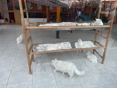 Kedi Evi