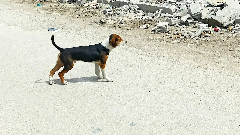Gölbaşı Hayvan Barınağı foto 2