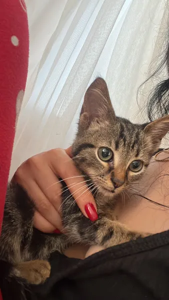 İBB Kemerburgaz Sahipsiz Hayvan Geçici Bakımevi foto 2
