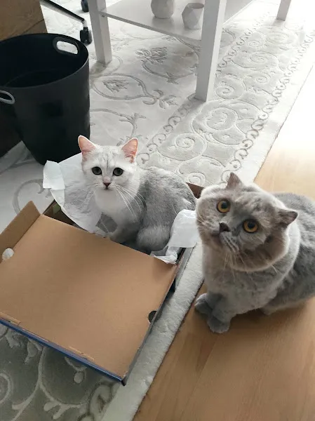 Emek Keçiören Veteriner Kliniği 7/24 ACİL foto 2