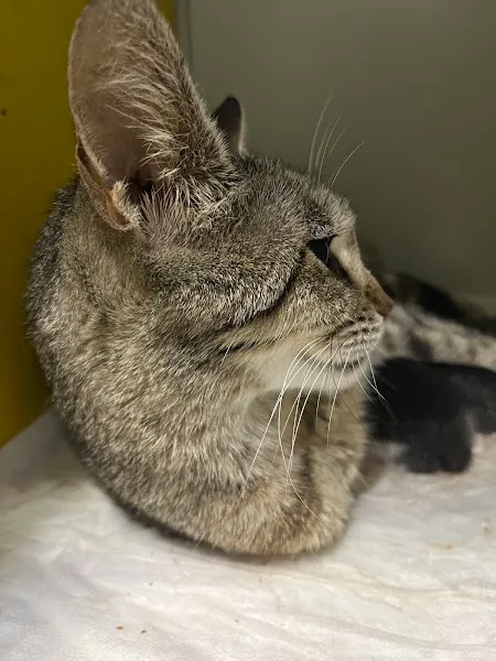 İstanimal Pendik 7/24 Acil Veteriner Kliniği foto 2