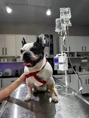 Creavet Veteriner Kliniği