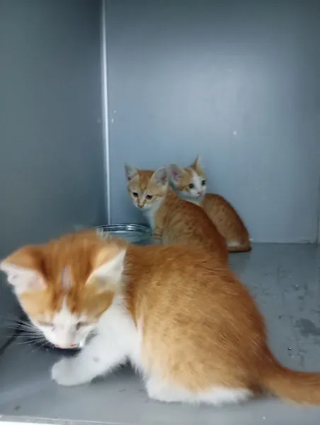 Çamlıca Vita Veteriner Kliniği foto 2