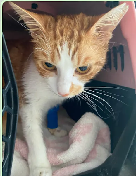 Central Animal Çeşme Veteriner Kliniği foto 1