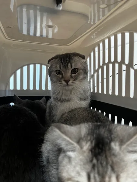 İsa şahin Veteriner kliniği foto 2