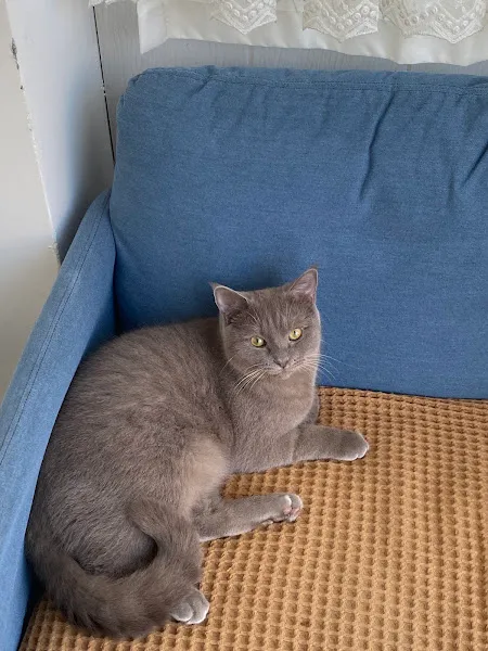 Çiğili Veteriner Polikliniği foto 2