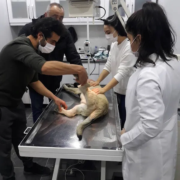 Bozok Yaşam Veteriner Kliniği foto 2