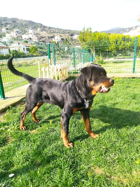 Şen Veteriner Kliniği foto 2