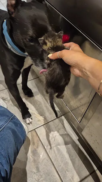 Caka Veteriner Kliniği 7/24 Acil foto 2