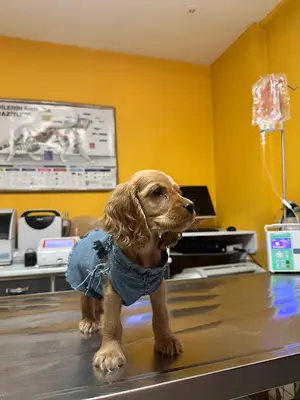 Pet Life Veteriner Kliniği | Isparta Veteriner