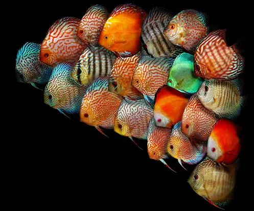 AKSU AKVARYUM VE PET ÜRÜNLERİ TOPTAN SATIŞ foto 2