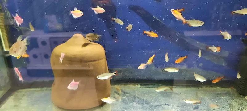 Erkut Petshop Sultanbeyli (OLTA ÜRÜNLERİ) foto 2