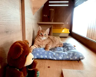 Wimpy Cat House Kedi Oteli