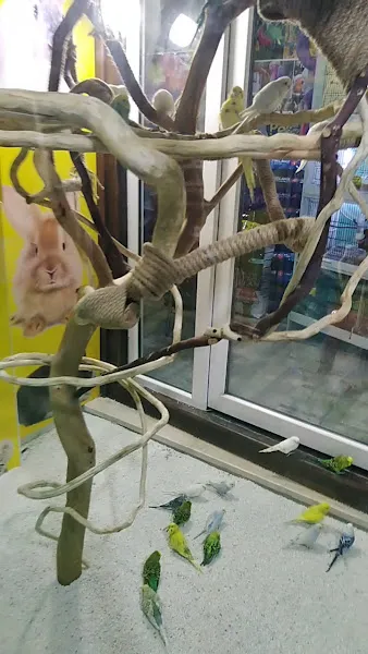 Karadeniz Petshop Kocaeli foto 2