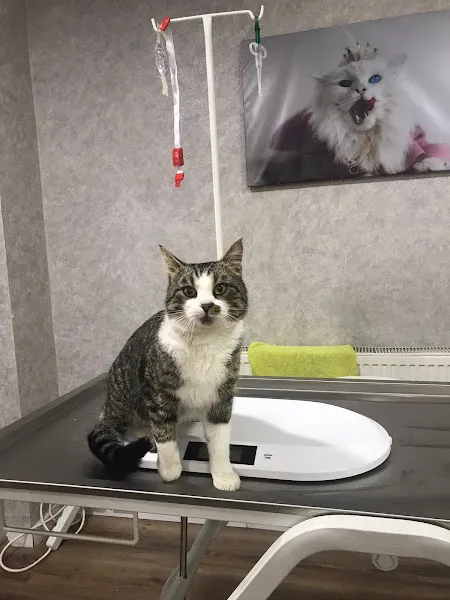 Gül-Vet Veteriner Kliniği foto 2