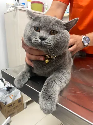 ATAVET Veteriner Kliniği
