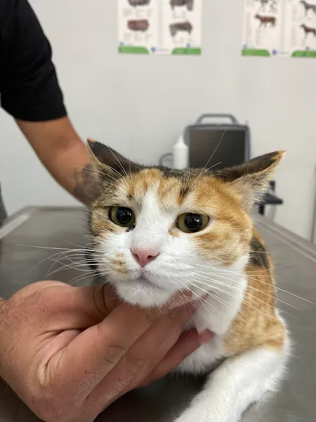 ATAVET Veteriner Kliniği foto 2