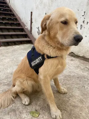 Neşem Veteriner Kliniği